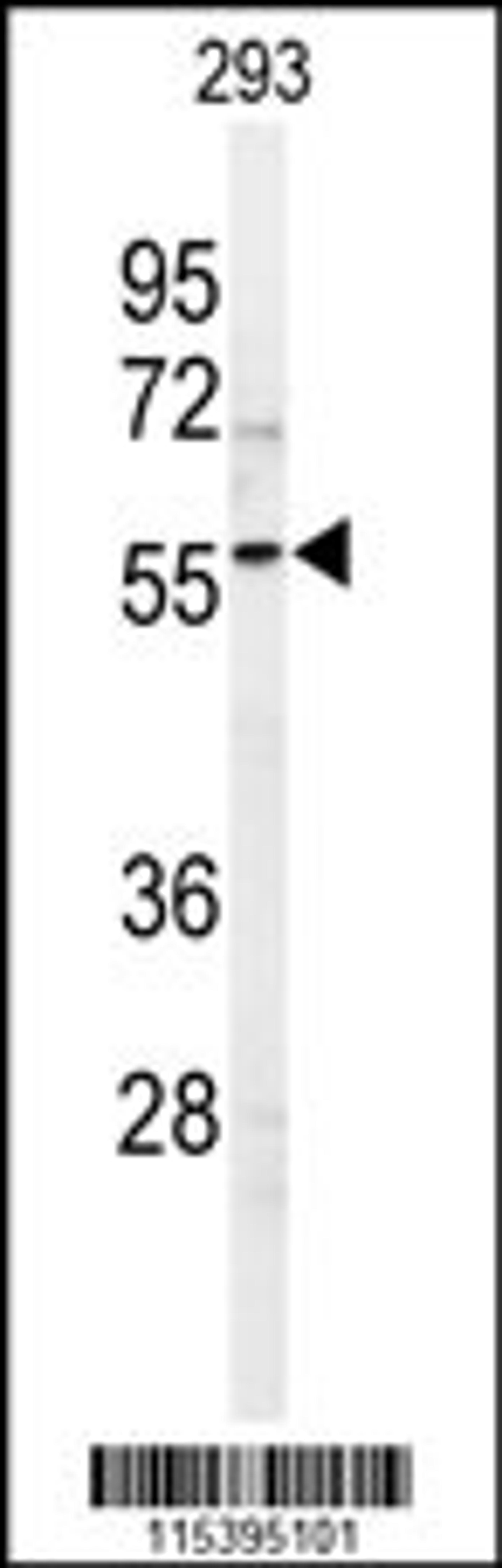 Western blot analysis of in 293 cell line lysates (35ug/lane)