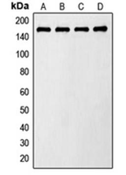 Western blot analysis of LO2 insulin-treated (Lane 1), Raw264.7 insulin-treated (Lane 2), PC12 insulin-treated (Lane 3), NIH3T3 UV-treated (Lane 4) whole cell lysates using TBC1D4 antibody