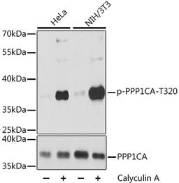 Western blot - Phospho-PPP1CA-T320 antibody (AP0786)