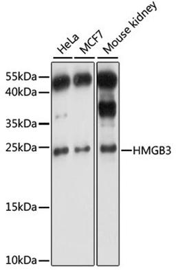 Western blot - HMGB3 antibody (A15064)