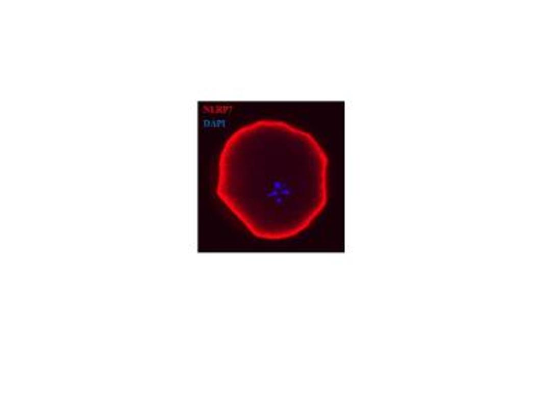 Immunocytochemistry/Immunofluorescence: NLRP7 Antibody [NBP2-24556] - Human oocyte section stained with NLRP7 antibody (red). Image from verified customer review.