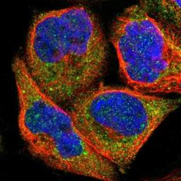 Immunofluorescence: p67phox/NOXA2 Antibody [NBP1-82542] - Immunofluorescent staining of human cell line A-431 shows positivity in cytoplasm.