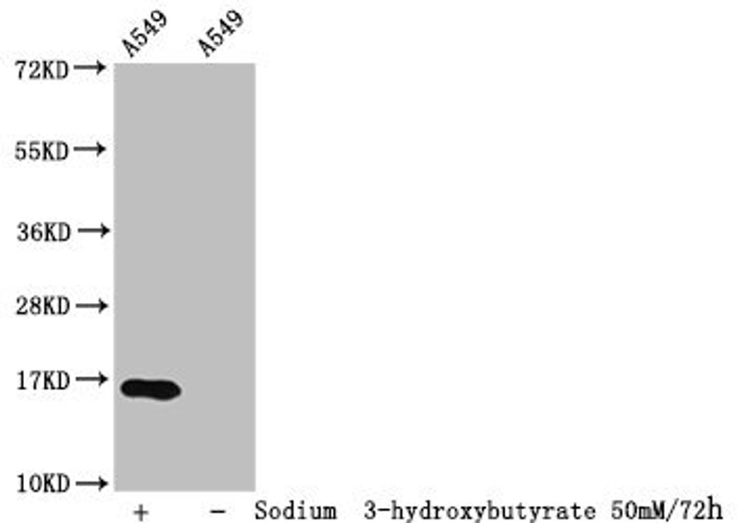 Western Blot. Detected samples: A549 whole cell lysate; Untreated (-) or treated (+) with 50mM sodium 3-hydroxybutyrate for 72h. All lanes: HIST1H3A antibody at 1:100. Secondary. Goat polyclonal to rabbit IgG at 1/50000 dilution. Predicted band size: 16 kDa. Observed band size: 16 kDa