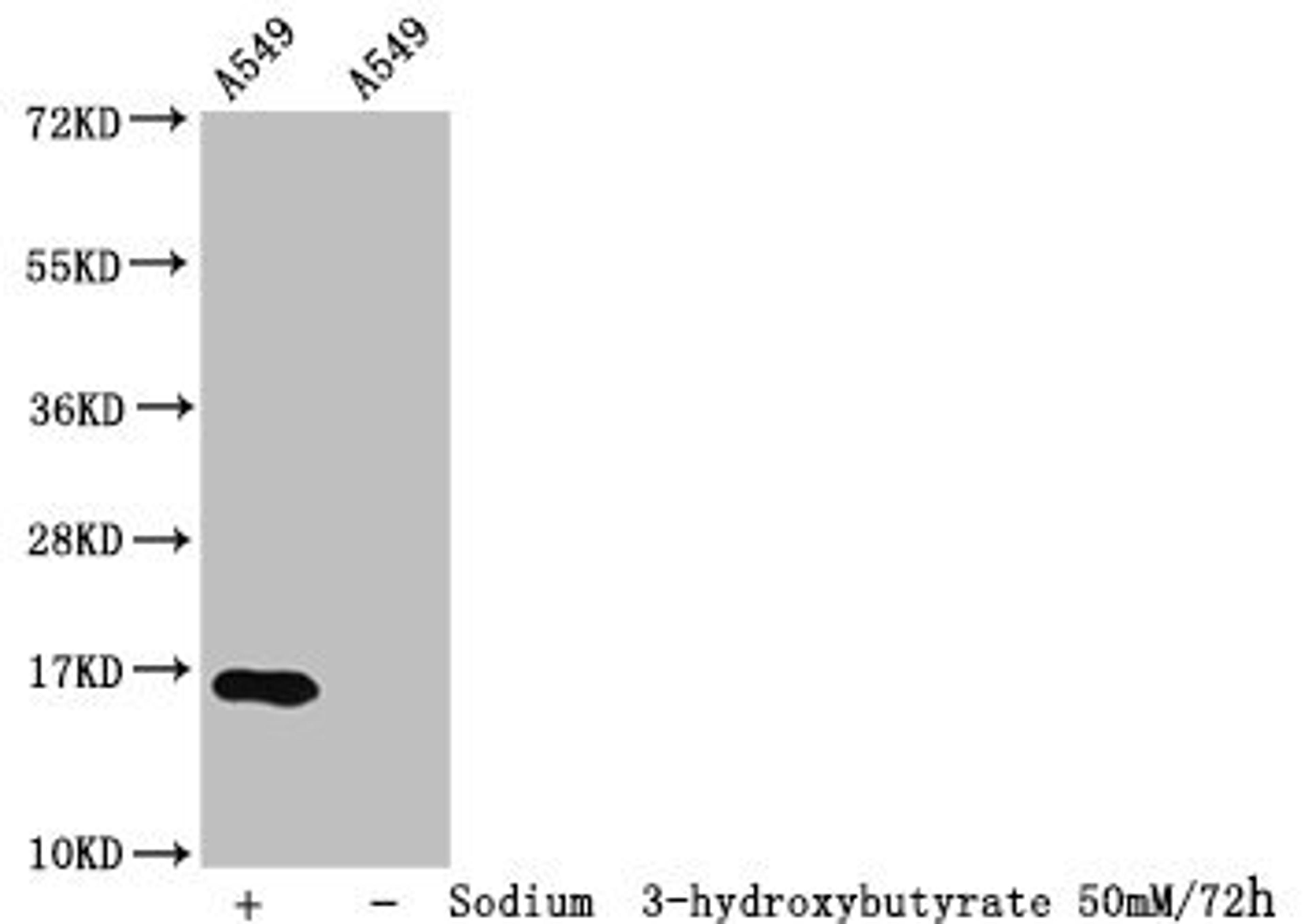 Western Blot. Detected samples: A549 whole cell lysate; Untreated (-) or treated (+) with 50mM sodium 3-hydroxybutyrate for 72h. All lanes: HIST1H3A antibody at 1:100. Secondary. Goat polyclonal to rabbit IgG at 1/50000 dilution. Predicted band size: 16 kDa. Observed band size: 16 kDa