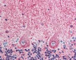 Immunohistochemistry staining of EIF3F in cerebellum tissue using EIF3F Antibody.