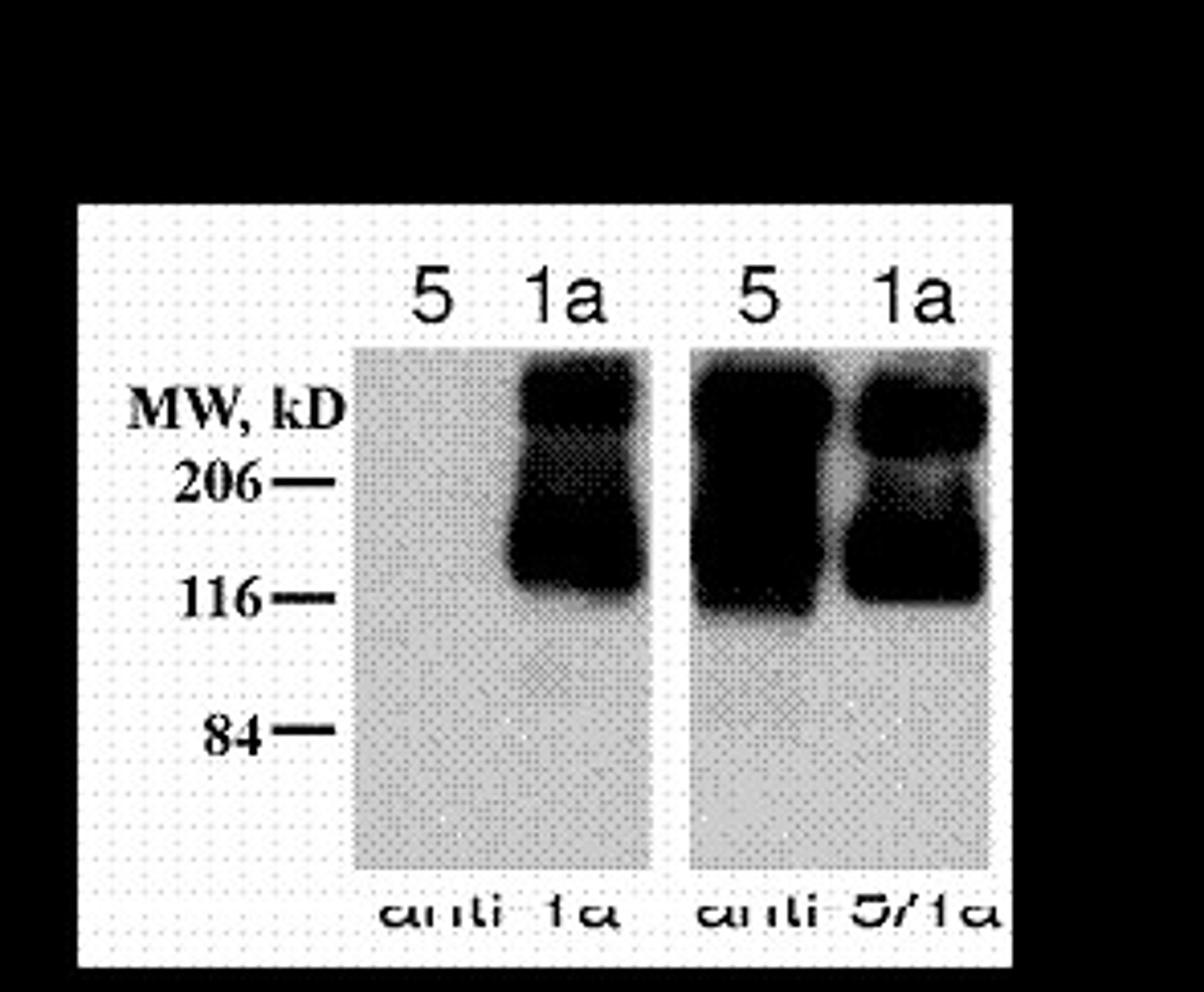 Western blot of 10µg of HEK 293 cells expressing mGluR1a and mGluR5 showing specific immunolabeling of the ~125k monomer and the ~250k dimer of mGluR1a.