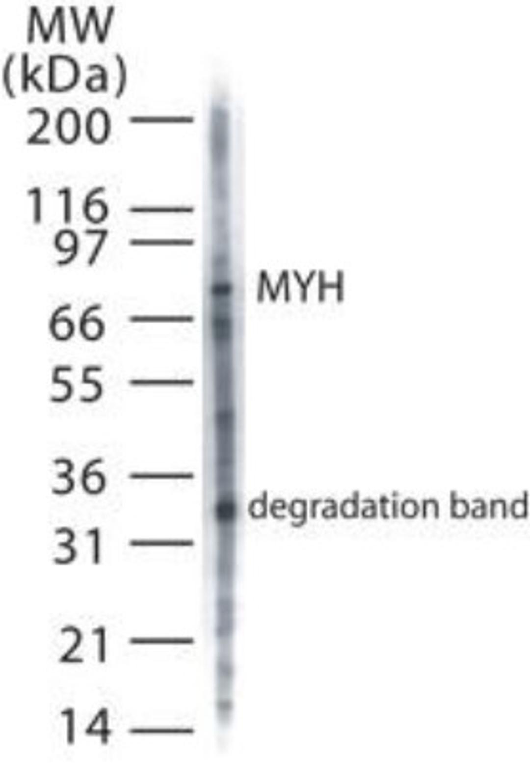 Western Blot: MYH Antibody [NB600-1032] - analysis of MYH in 20 ugs of HeLa cell lysate using this antibody.