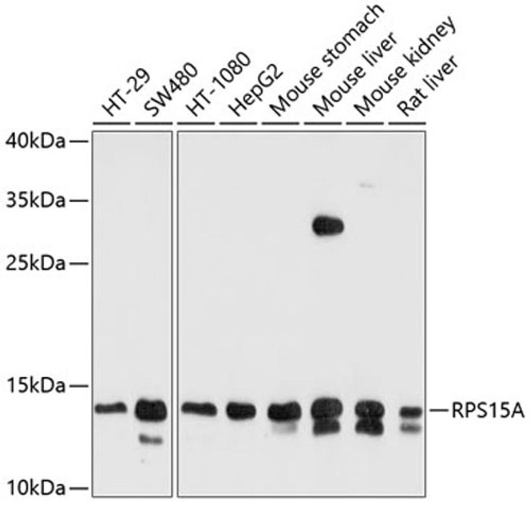 Western blot - RPS15A antibody (A10241)