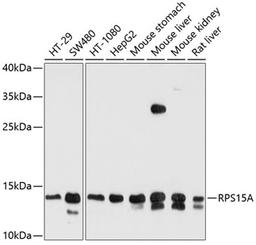 Western blot - RPS15A antibody (A10241)