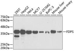 Western blot - FDPS antibody (A5744)