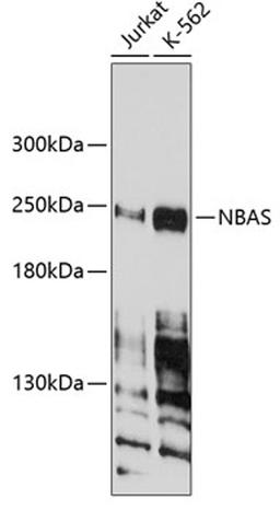 Western blot - NBAS antibody (A4748)