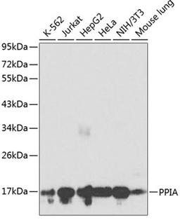 Western blot - PPIA antibody (A0993)