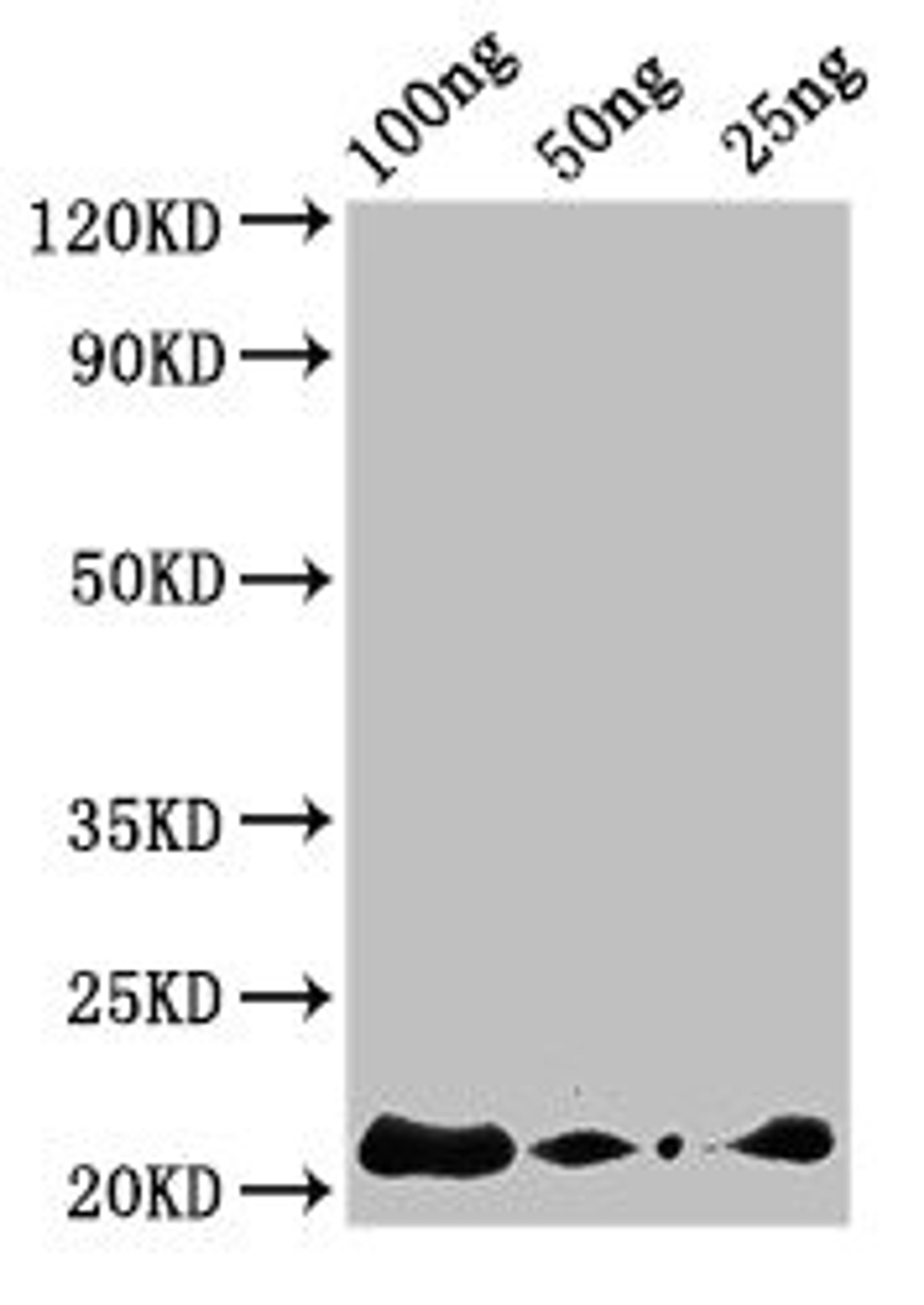 Western Blot. Positive WB detected in Recombinant protein. All lanes: AFP2 antibody at 3ug/ml. Secondary. Goat polyclonal to rabbit IgG at 1/50000 dilution. predicted band size: 22 kDa. observed band size: 22 kDa.