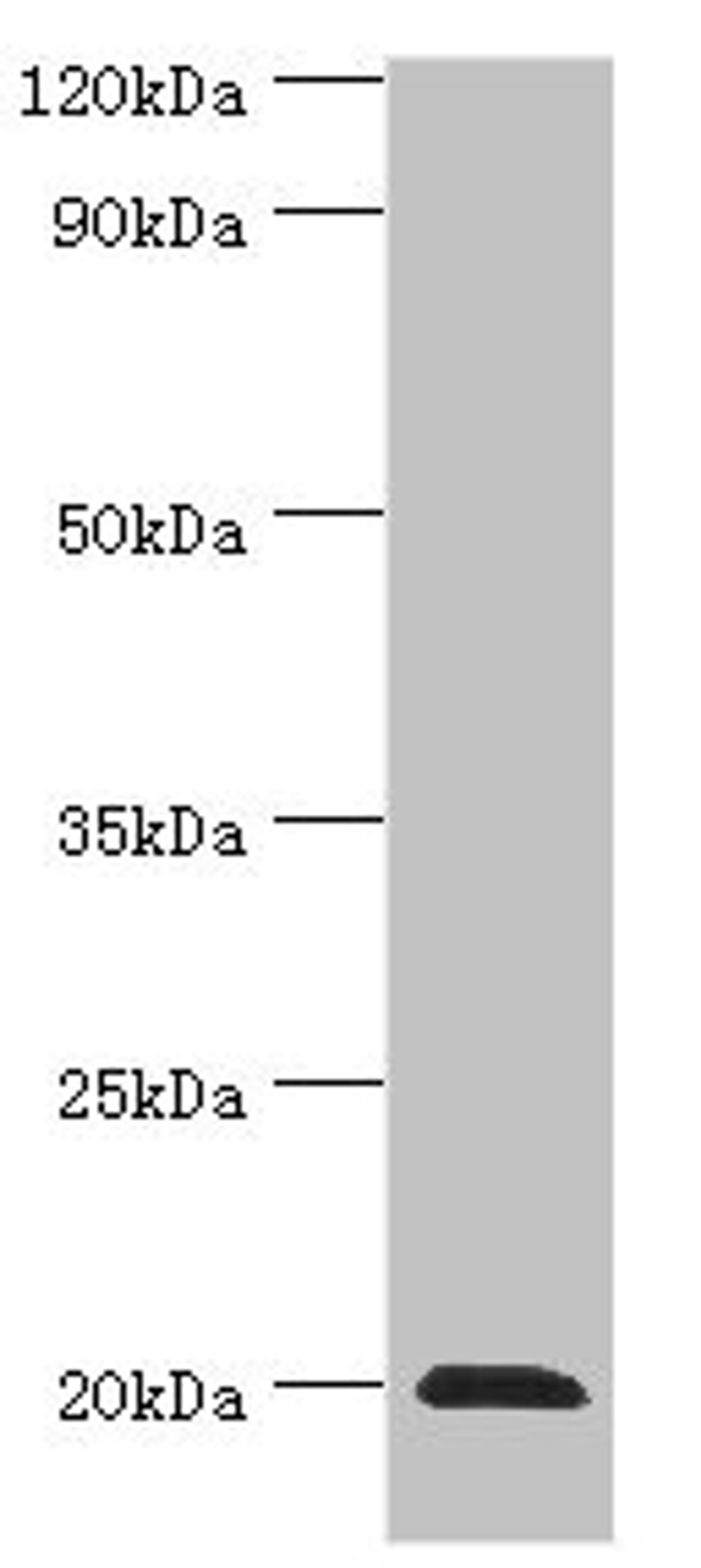 Western blot. All lanes: Heat shock protein beta-2 antibody at 3ug/ml + Mouse skeletal muscle tissue. Secondary. Goat polyclonal to rabbit IgG at 1/10000 dilution. Predicted band size: 20 kDa. Observed band size: 20 kDa.