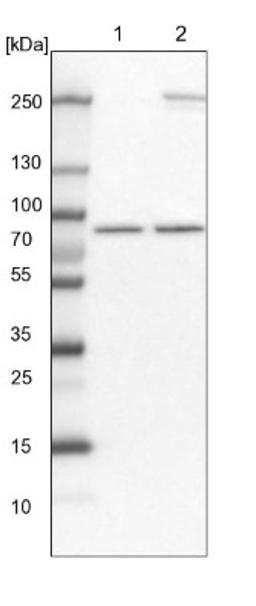 Western Blot: ABCF3 Antibody [NBP1-84781] - Lane 1: NIH-3T3 cell lysate (Mouse embryonic fibroblast cells)<br/>Lane 2: NBT-II cell lysate (Rat Wistar bladder tumour cells)