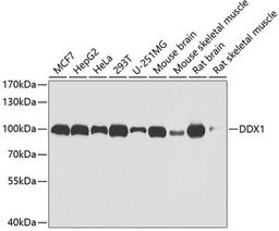 Western blot - DDX1 antibody (A6575)