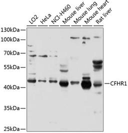 Western blot - CFHR1 antibody (A2743)