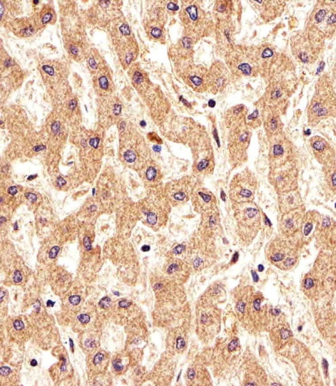 Immunohistochemical analysis of paraffin-embedded H. liver section using PSMAL Antibody . Antibody was diluted at 1:25 dilution. A undiluted biotinylated goat polyvalent antibody was used as the secondary, followed by DAB staining.