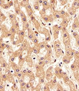 Immunohistochemical analysis of paraffin-embedded H. liver section using PSMAL Antibody . Antibody was diluted at 1:25 dilution. A undiluted biotinylated goat polyvalent antibody was used as the secondary, followed by DAB staining.