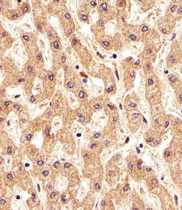 Immunohistochemical analysis of paraffin-embedded H. liver section using PSMAL Antibody . Antibody was diluted at 1:25 dilution. A undiluted biotinylated goat polyvalent antibody was used as the secondary, followed by DAB staining.