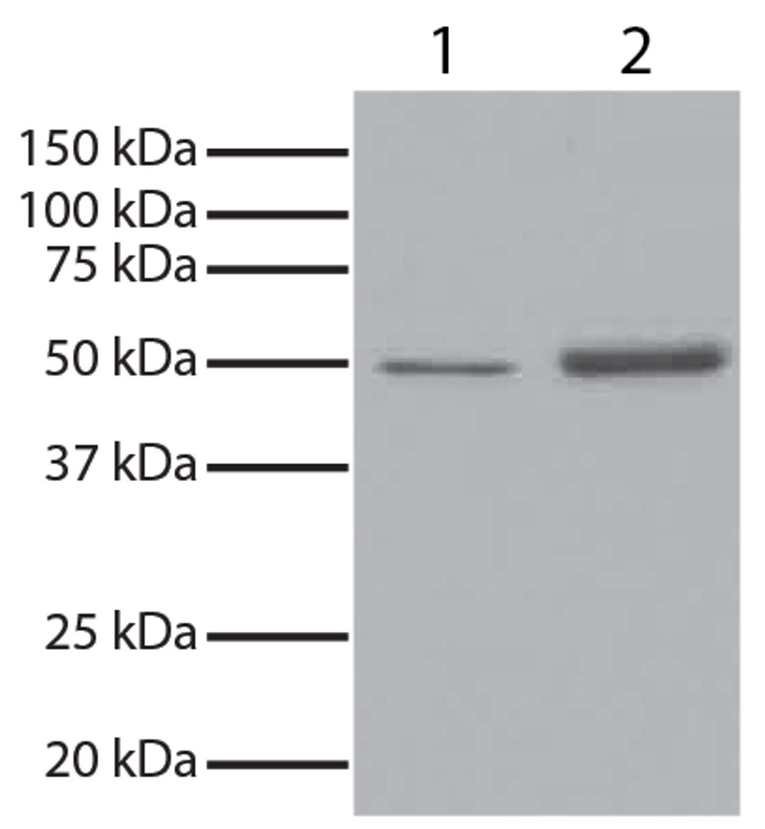 GSK3? was immunoprecipitated from total cell lysates from Jurkat cells with Mouse Anti-GSK-3?-UNLB (Cat. No. 99-744). Total cell lysates from Jurkat cells (Lane 1) and immunoprecipitate (Lane 2) were resolved by electrophoresis, transferred to PVDF membra