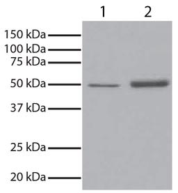 GSK3? was immunoprecipitated from total cell lysates from Jurkat cells with Mouse Anti-GSK-3?-UNLB (Cat. No. 10910-01). Total cell lysates from Jurkat cells (Lane 1) and immunoprecipitate (Lane 2) were resolved by electrophoresis, transferred to PVDF memb