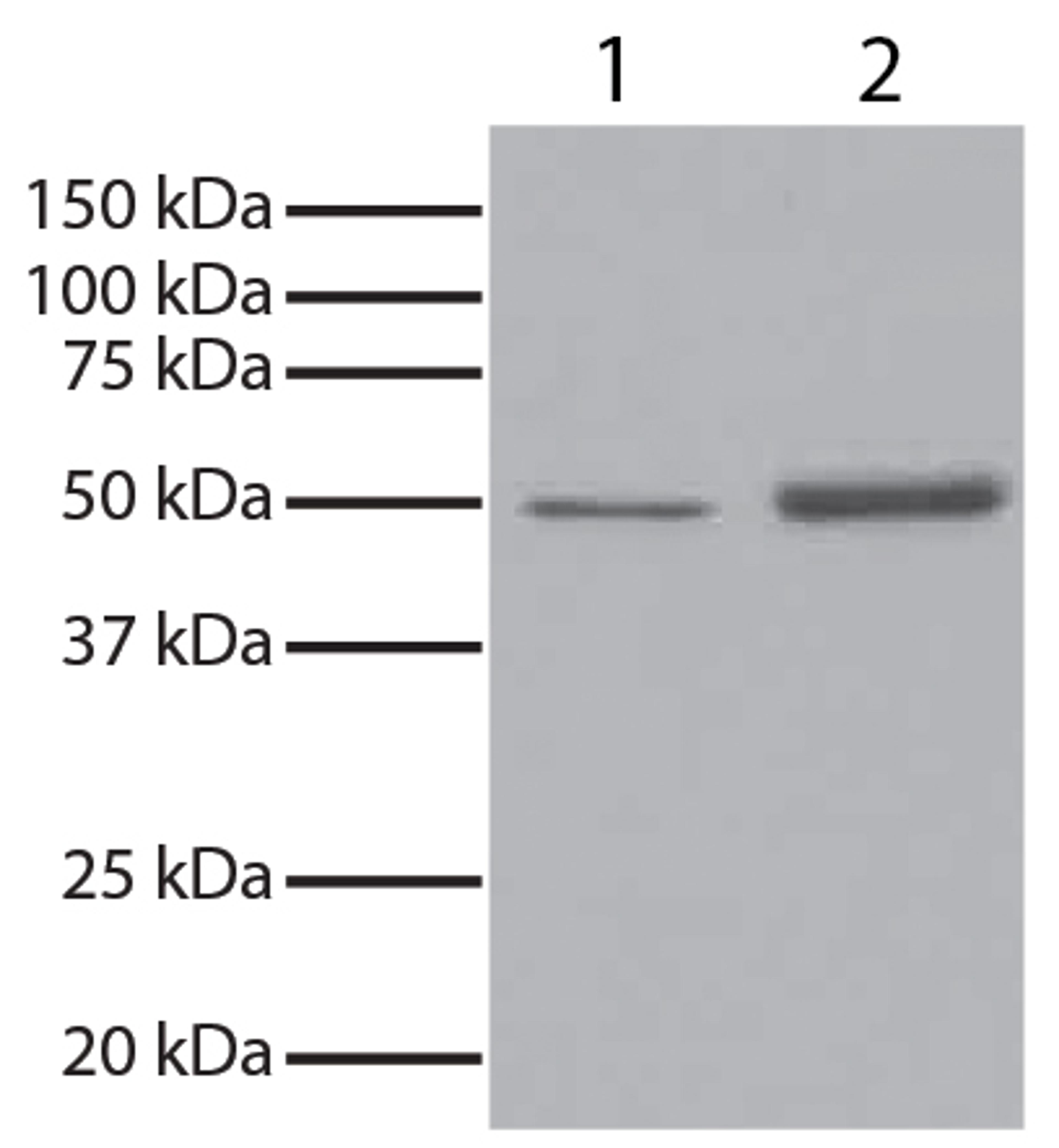 GSK3? was immunoprecipitated from total cell lysates from Jurkat cells with Mouse Anti-GSK-3?-UNLB (Cat. No. 10910-01). Total cell lysates from Jurkat cells (Lane 1) and immunoprecipitate (Lane 2) were resolved by electrophoresis, transferred to PVDF memb