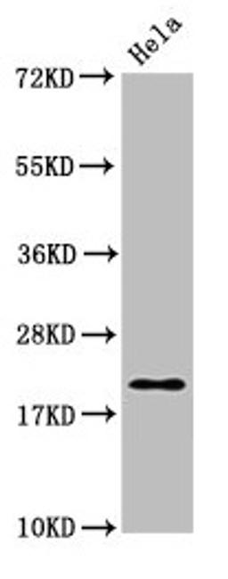 Western Blot. Positive WB detected in: Hela whole cell lysate. All lanes: MOBP antibody at 4µg/ml. Secondary. Goat polyclonal to rabbit IgG at 1/50000 dilution. Predicted band size: 21, 10, 24 kDa. Observed band size: 21 kDa