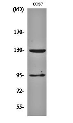 Western blot analysis of COS7 cell lysates using GABAB R1 antibody