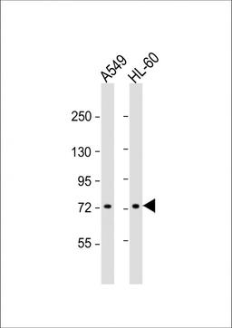 Western Blot at 1:1000 dilution Lane 1: A549 whole cell lysate Lane 2: HL-60 whole cell lysate Lysates/proteins at 20 ug per lane.