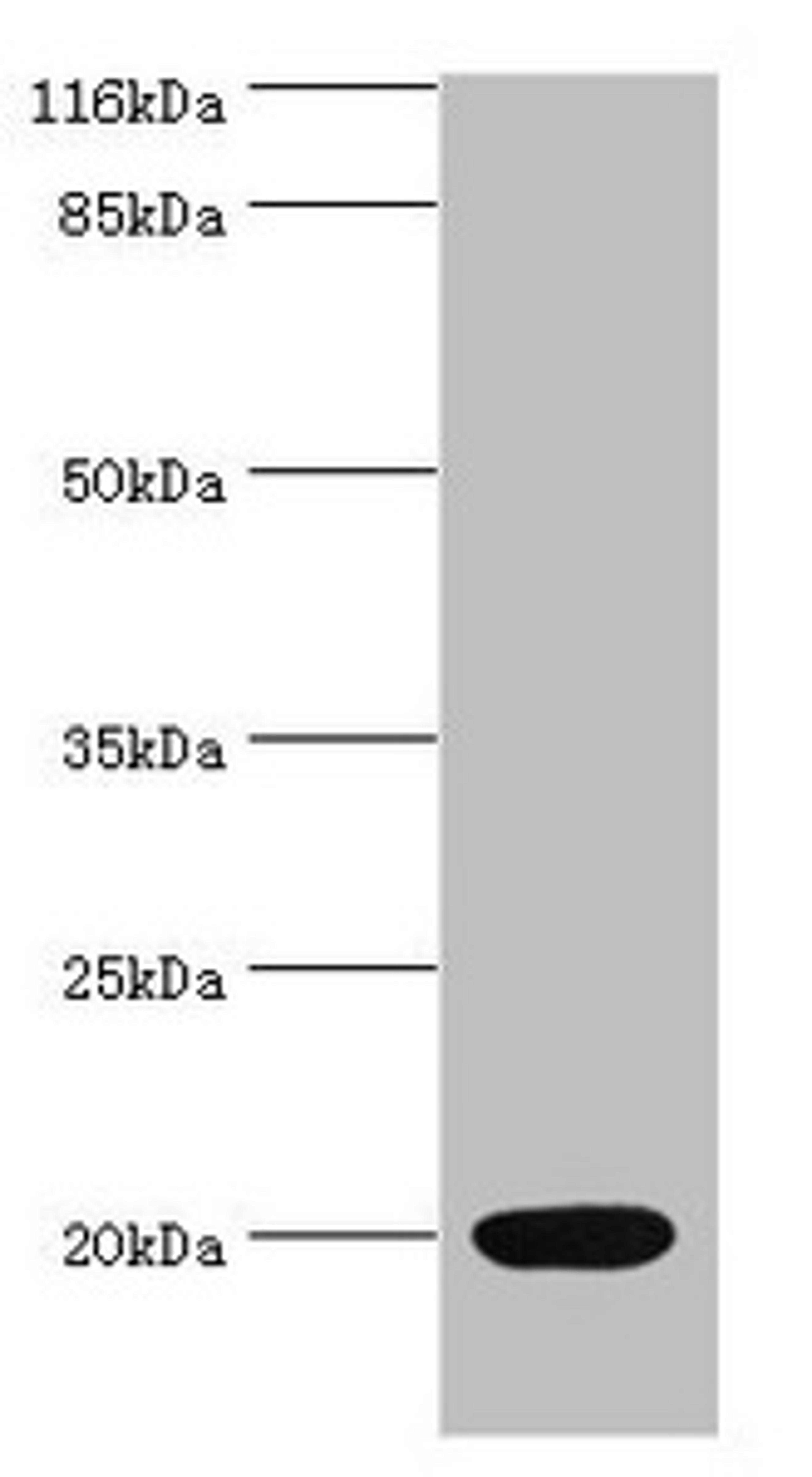 Western blot. All lanes: NTS antibody at 2µg/ml + Mouse small intestine tissue. Secondary. Goat polyclonal to rabbit IgG at 1/10000 dilution. Predicted band size: 20 kDa. Observed band size: 20 kDa