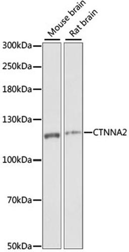 Western blot - CTNNA2 antibody (A15269)