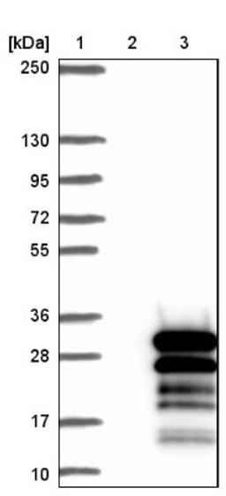 Western Blot: ZNF740 Antibody [NBP1-80602] - Lane 1: Marker [kDa] 250, 130, 95, 72, 55, 36, 28, 17, 10<br/>Lane 2: Negative control (vector only transfected HEK293T lysate)<br/>Lane 3: Over-expression lysate (Co-expressed with a C-terminal myc-DDK tag (~3.1 kDa) in mammalian HEK293T cells, LY424081)