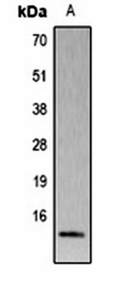 Western blot analysis of  Hela (Lane1) whole cell lysates using Histone H4 (Phospho-S80) antibody