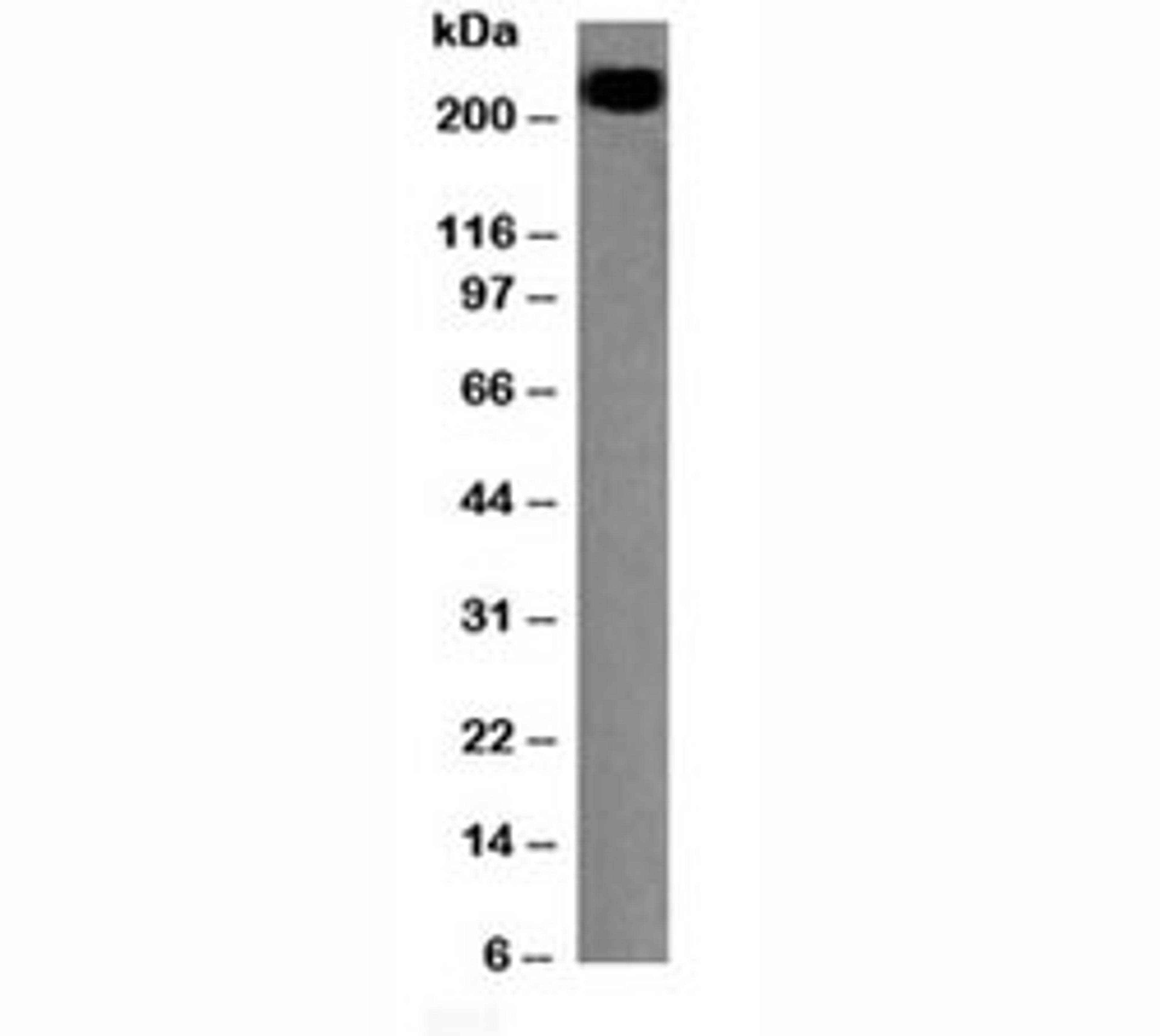 Western blot testing of CD45RB antibody and Daudi lysate