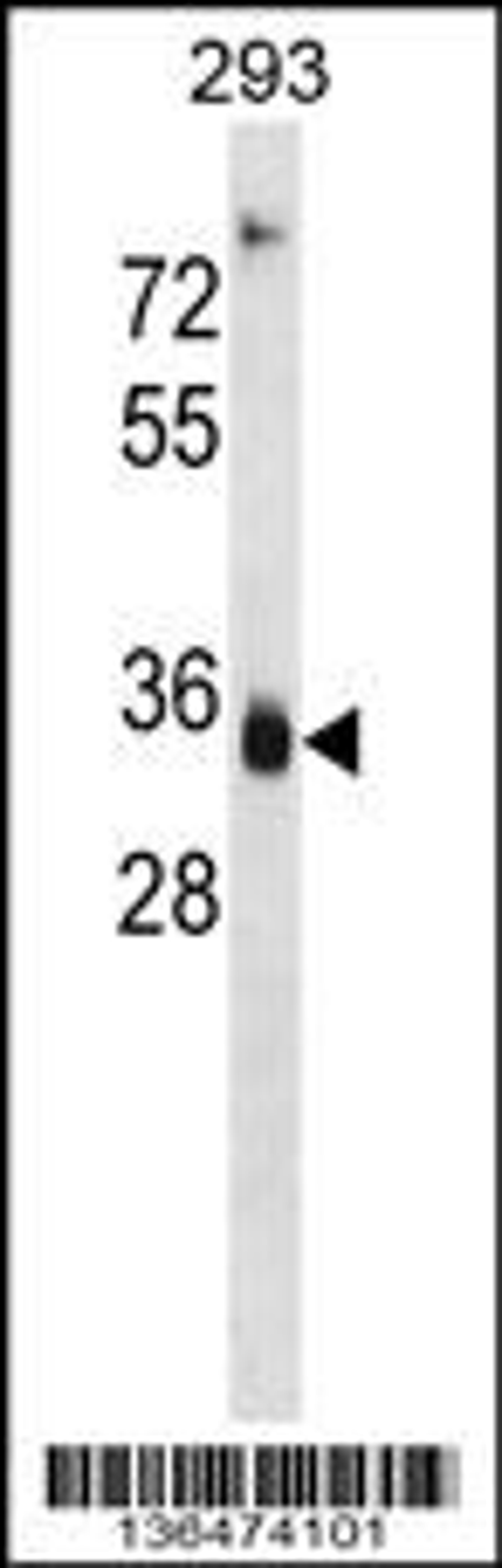 Western blot analysis in 293 cell line lysates (35ug/lane).