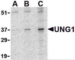 Western blot analysis of UNG1 in C2C12 cell lysate with UNG1 antibody at (A) 0.5, (B) 1 and (C) 2 &#956;g/mL.