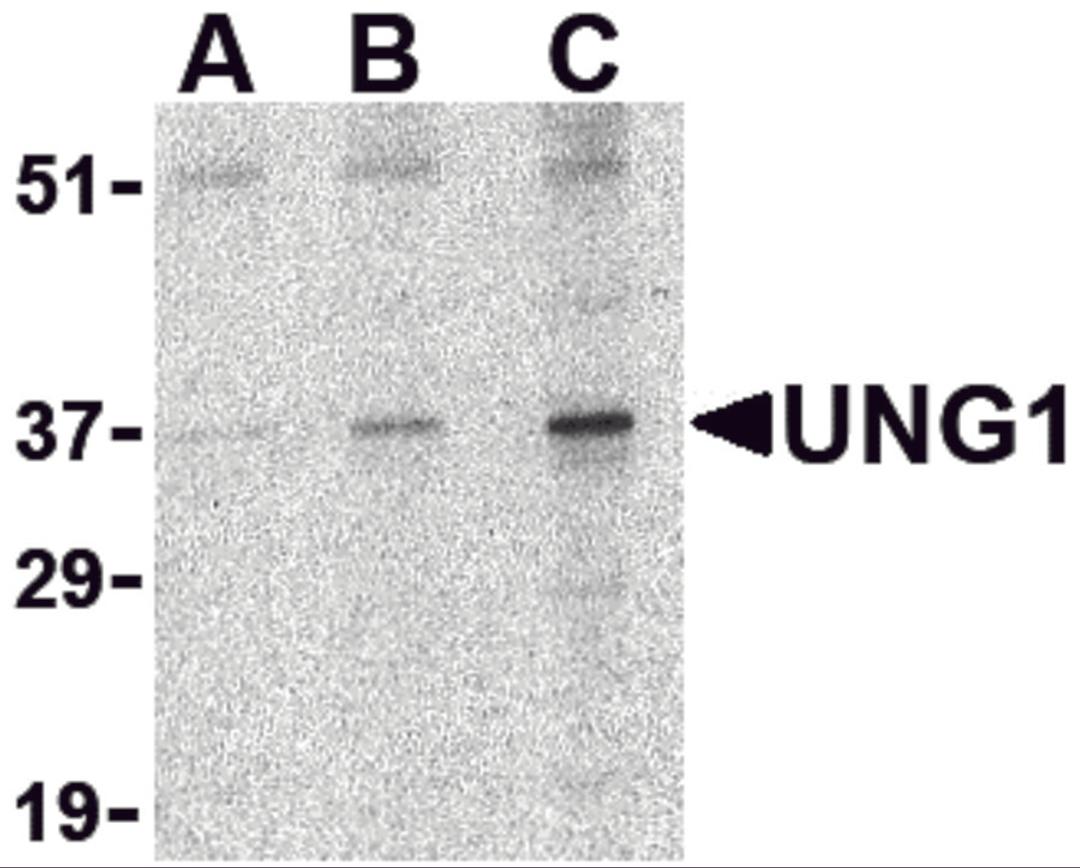 Western blot analysis of UNG1 in C2C12 cell lysate with UNG1 antibody at (A) 0.5, (B) 1 and (C) 2 μg/mL.