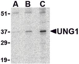 Western blot analysis of UNG1 in C2C12 cell lysate with UNG1 antibody at (A) 0.5, (B) 1 and (C) 2 μg/mL.