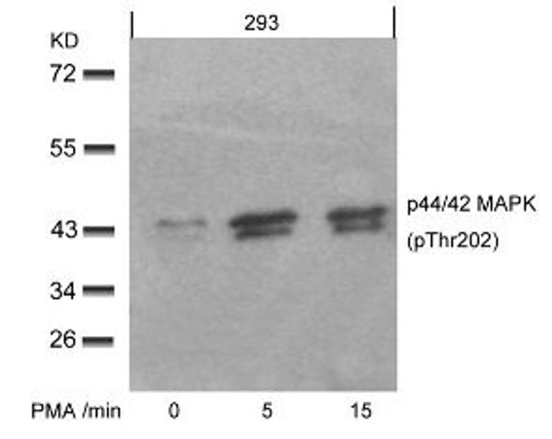 Western blot analysis of lysed extracts from 293 cells untreated or treated with PMA for the indicated times, using p44/42 MAP Kinase (Phospho-Thr202).