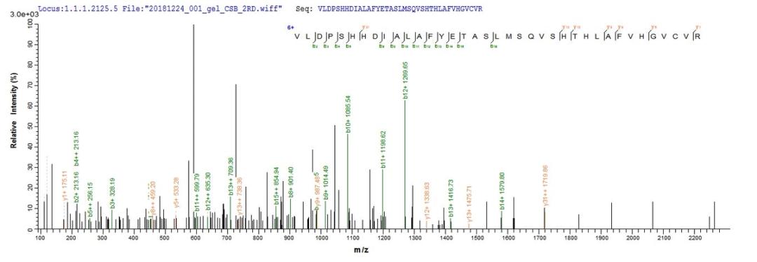 Based on the SEQUEST from database of E.coli host and target protein, the LC-MS/MS Analysis result of CSB-EP025391HU1 could indicate that this peptide derived from E.coli-expressed Homo sapiens (Human) TYK2.
