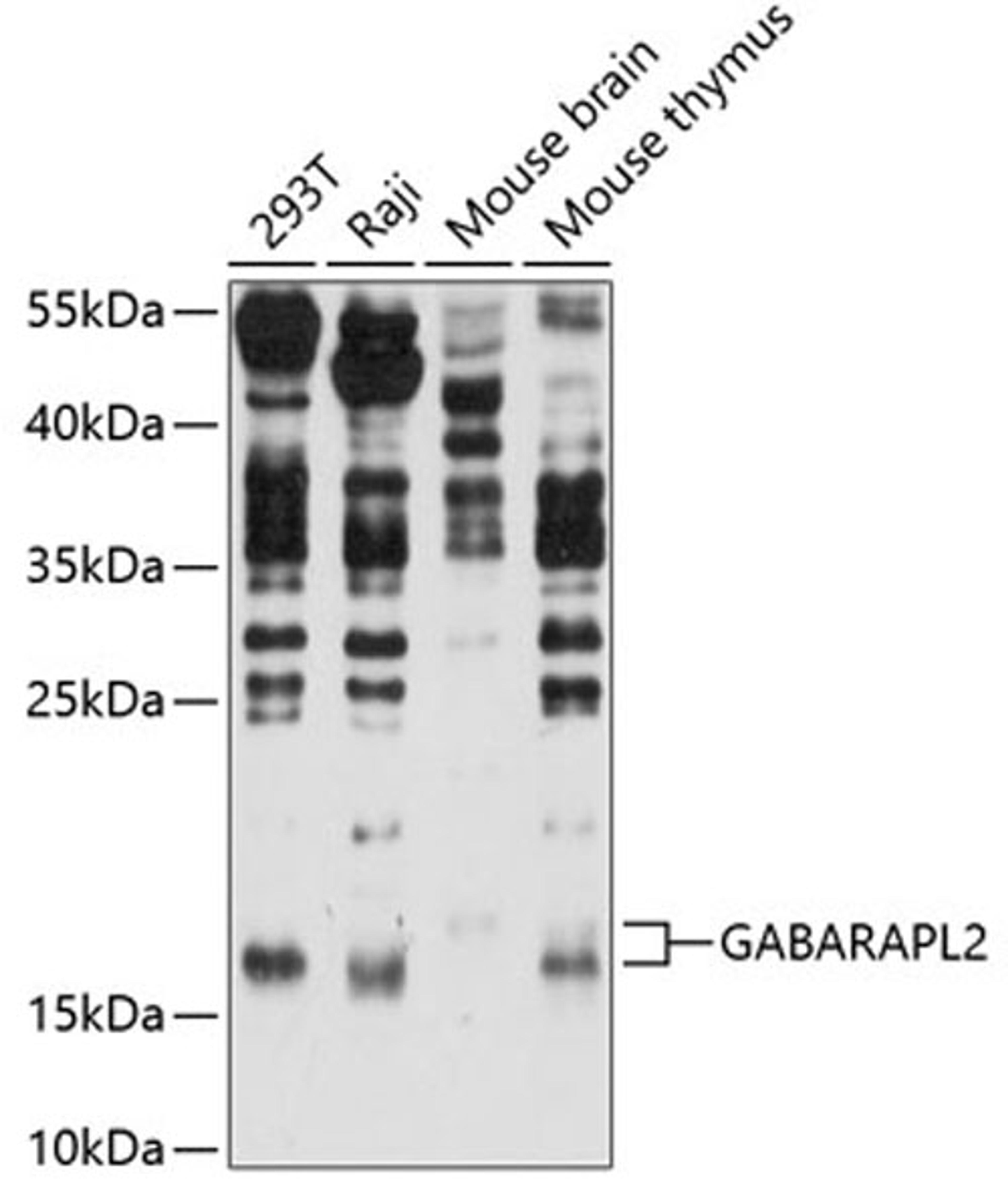 Western blot - GABARAPL2 antibody (A14855)