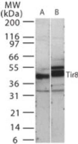 Western Blot: SIGIRR Antibody [NB100-56890] - Analysis of human SIGIRR in 15 ugs of (A) human kidney and (B) mouse kidney cell lysate using this antibody at 0.5 ug/ml.