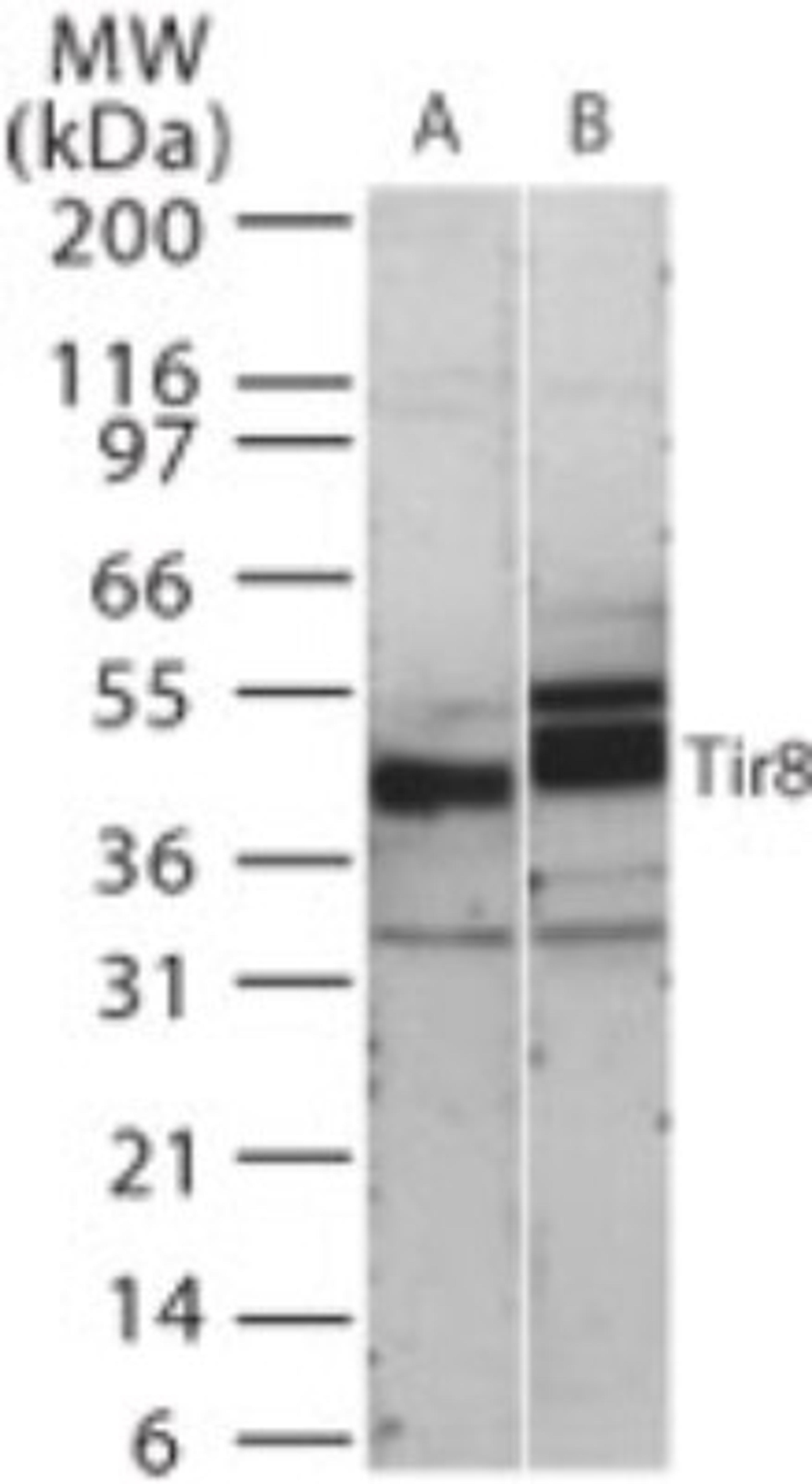 Western Blot: SIGIRR Antibody [NB100-56890] - Analysis of human SIGIRR in 15 ugs of (A) human kidney and (B) mouse kidney cell lysate using this antibody at 0.5 ug/ml.