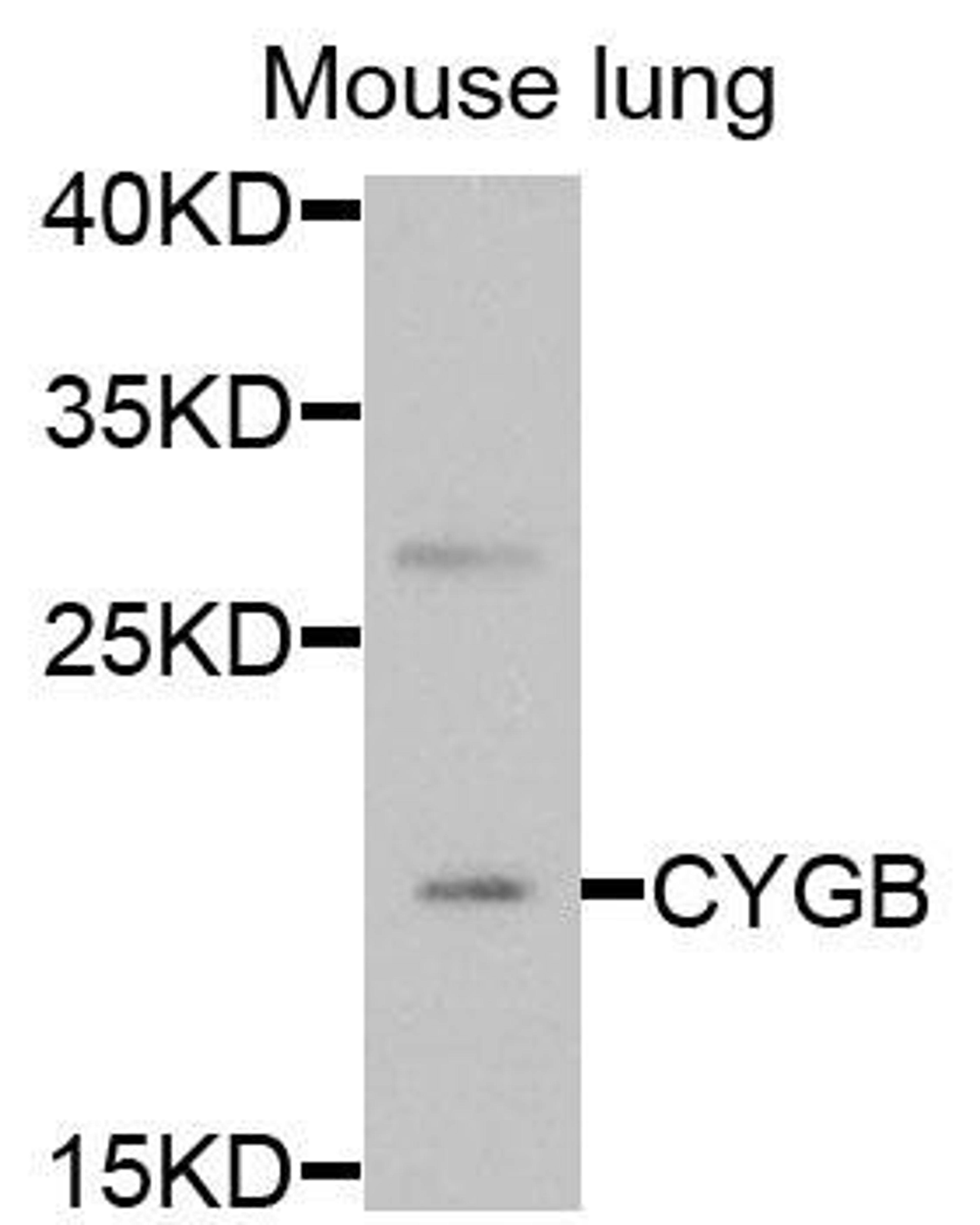 Western blot analysis of extracts of mouse lung cells using CYGB antibody