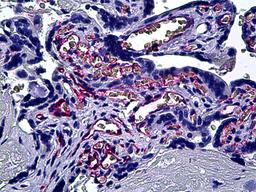 Immunohistochemistry of human placenta tissue stained using CD31 Monoclonal Antibody.