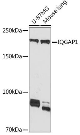 Western blot - IQGAP1 Rabbit mAb (A9765)