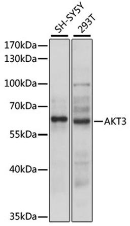 Western blot - AKT3 antibody (A12909)