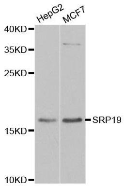 Western blot analysis of extracts of various cell lines using SRP19 antibody