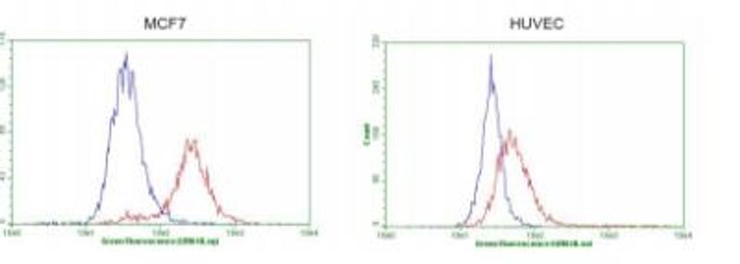 Flow Cytometry: GATA-3 Antibody (8H4) [NBP2-45810] - Flow cytometric Analysis of penetrated MCF-7 cells,, compared to a nonspecific negative control antibody,(Blue). The right is HUVEC cells as negtive control.(1:100)